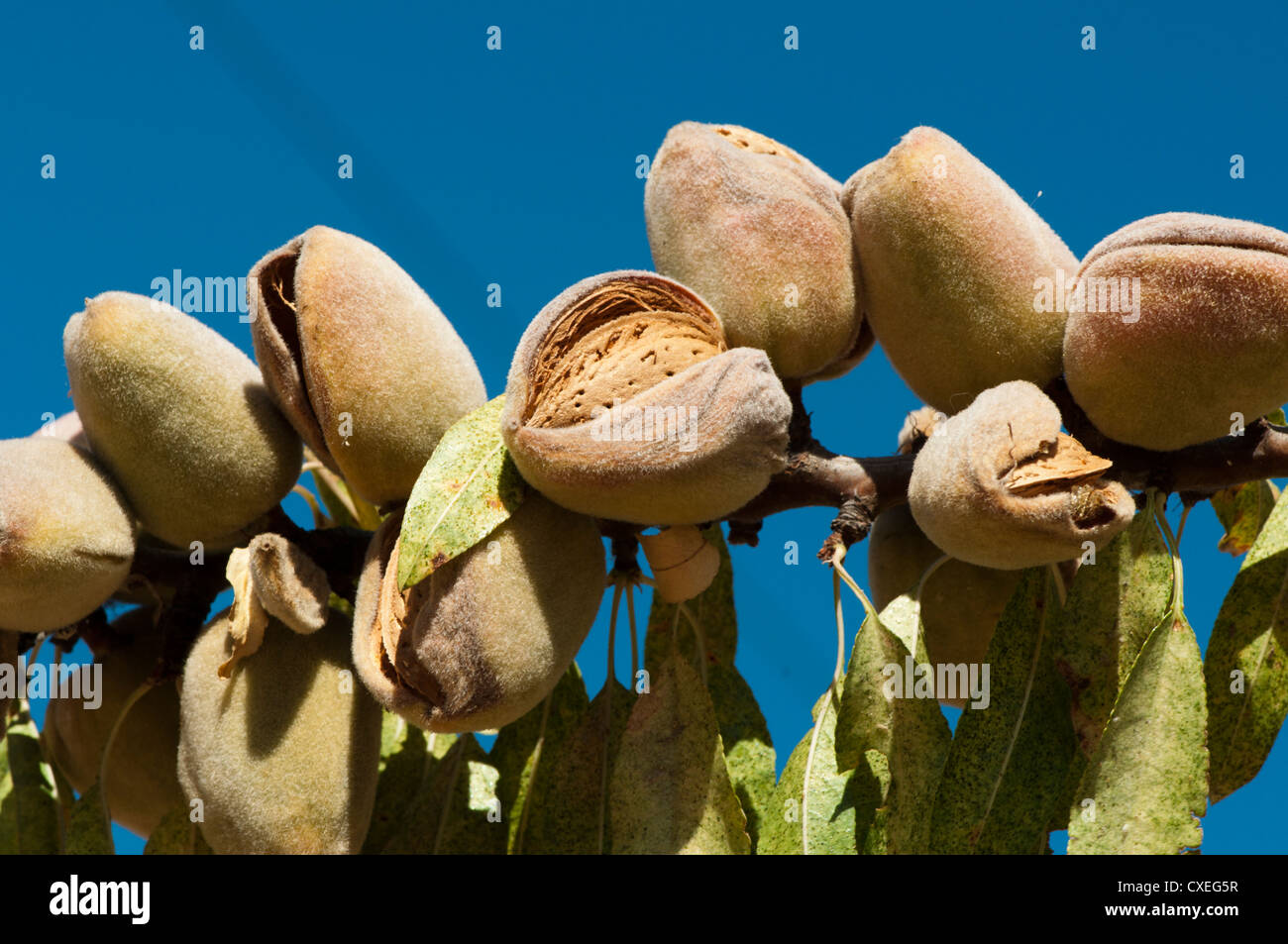 Nearly ripe almonds on branch Stock Photo - Alamy