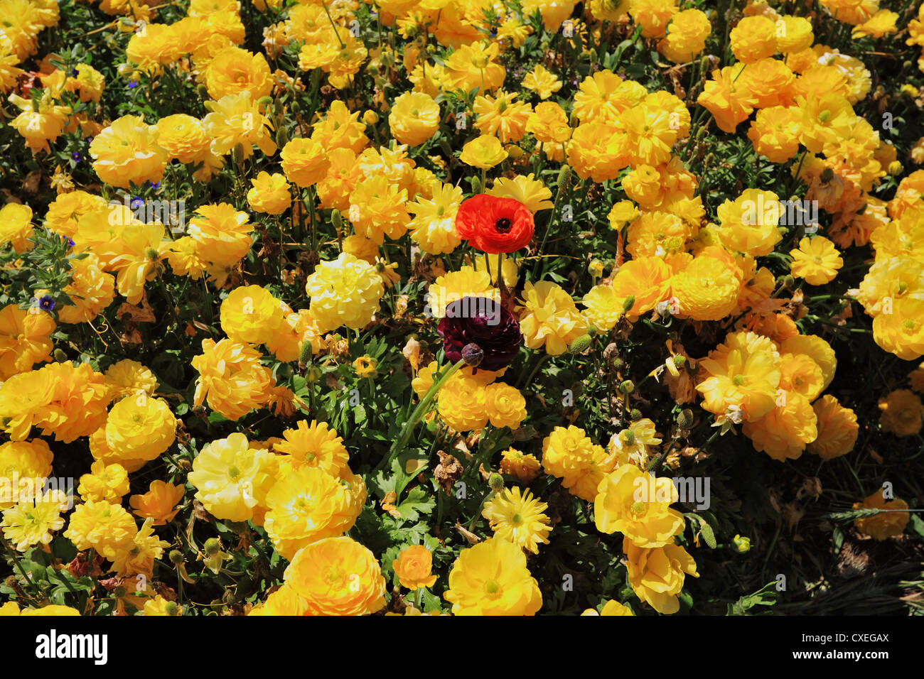 Carpet of flowers hires stock photography and images Alamy
