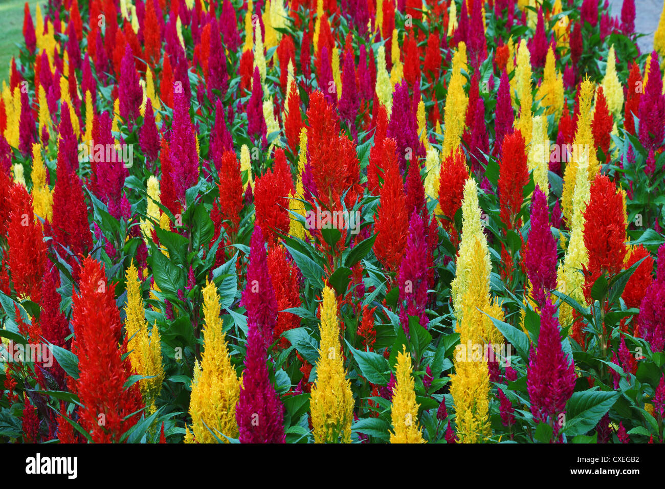 The decorative red and yellow flowers Stock Photo Alamy