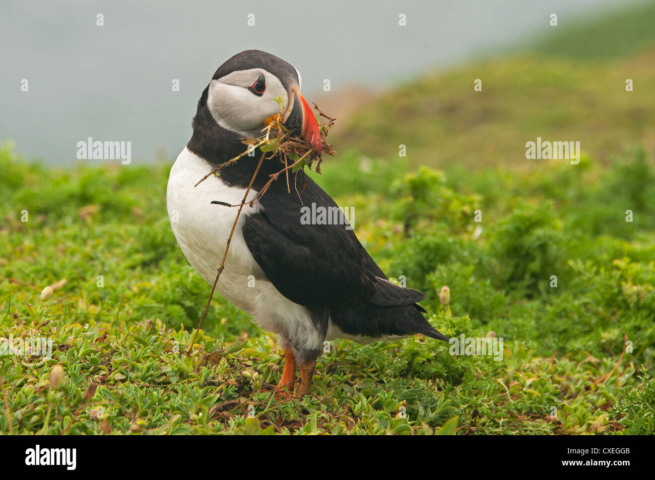 An Atlantic Puffin with nesting material Stock Photo - Alamy