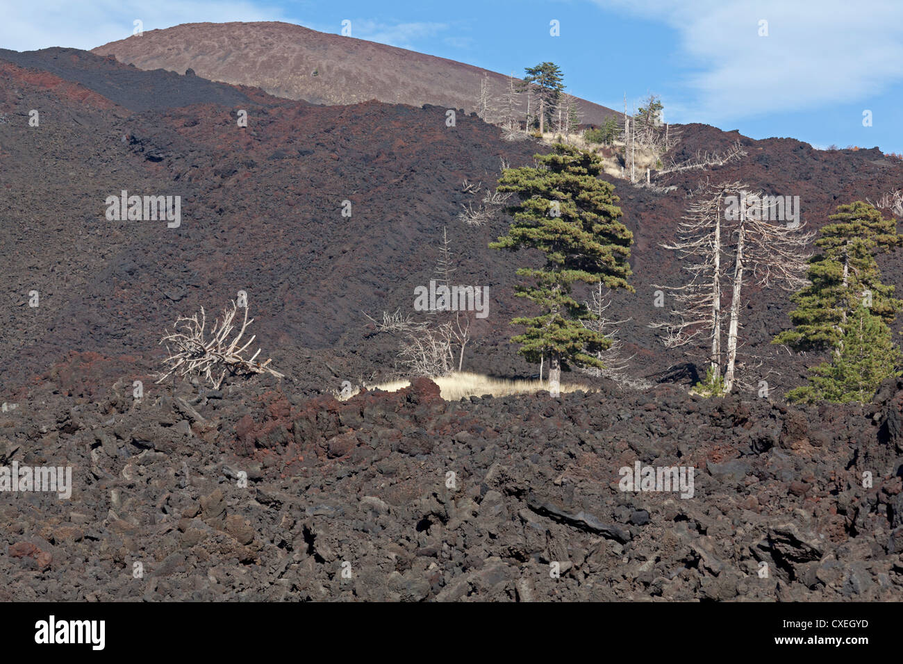 Lava flow Mount Etna with dead trees, Sicily, Italy Stock Photo