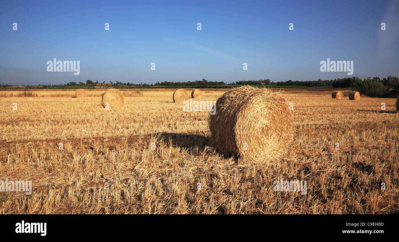 Sunset. Field after harvesting Stock Photo - Alamy