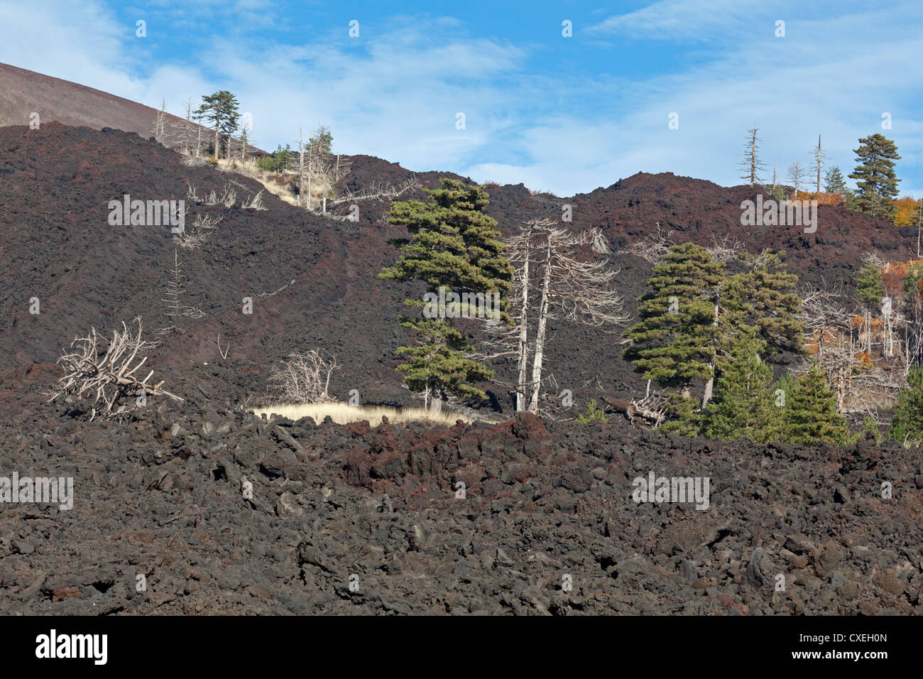 Lava flow Mount Etna with dead trees, Sicily, Italy Stock Photo