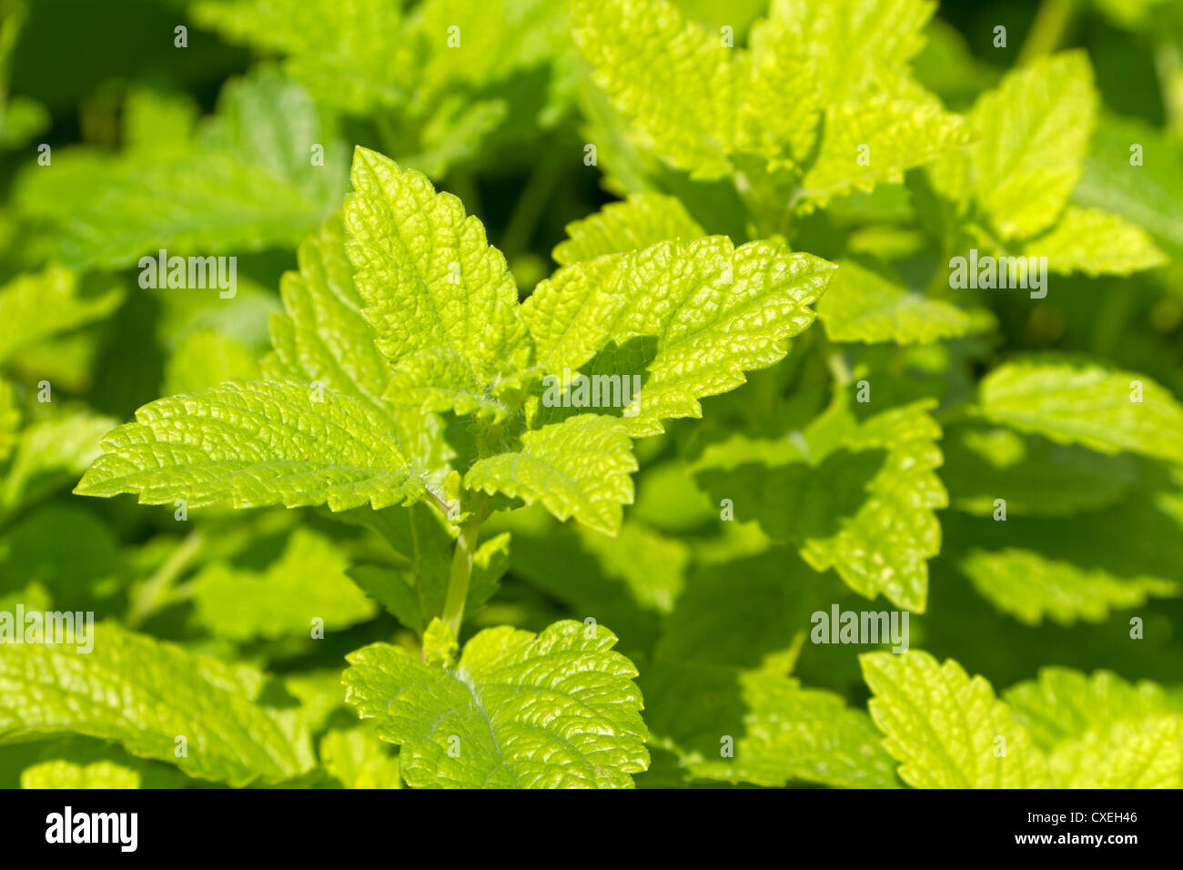 Lemon balm (Melissa officinalis) Stock Photo