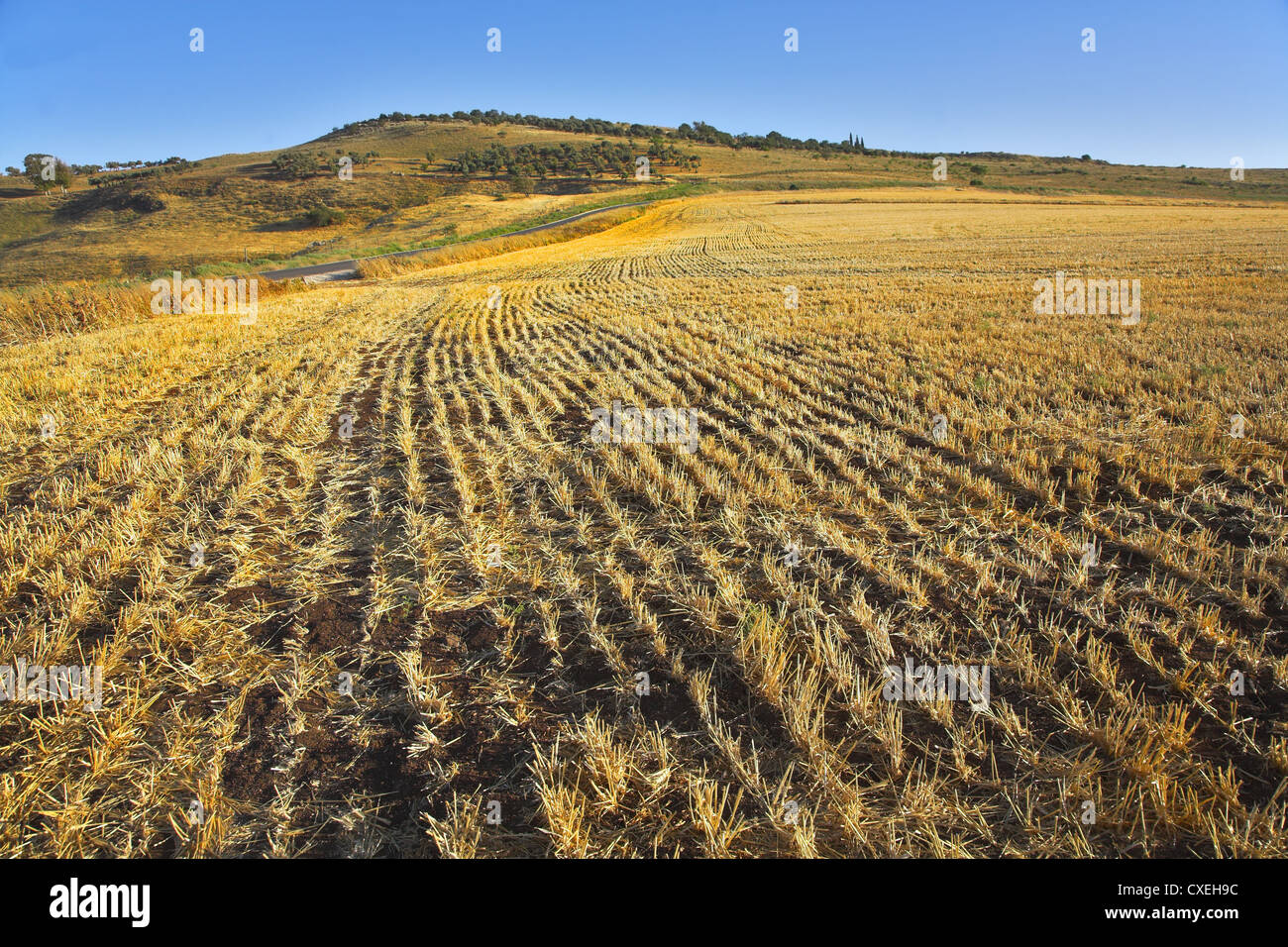 Field after harvesting Stock Photo - Alamy