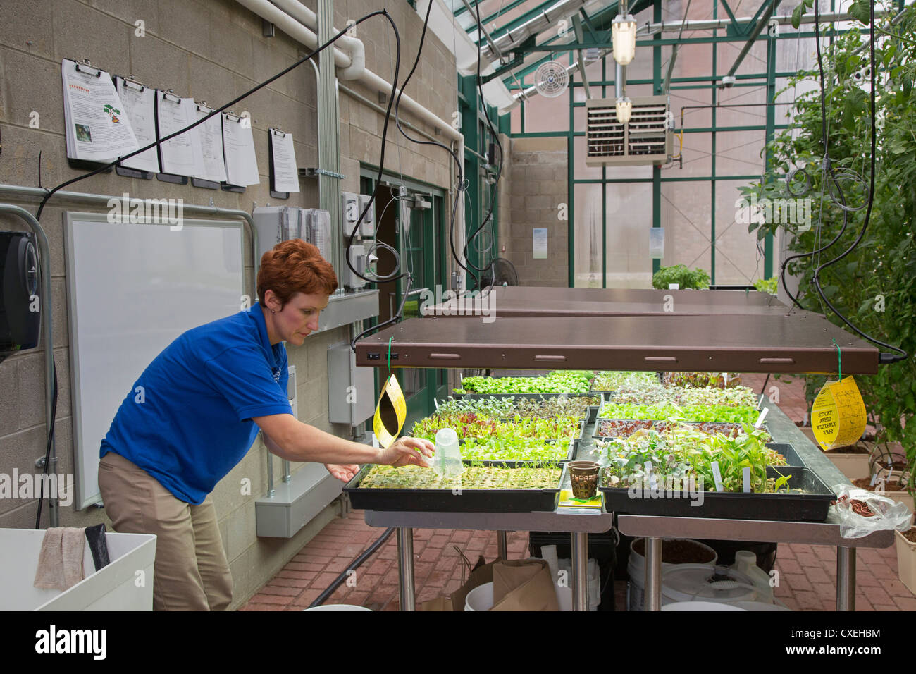 Organic Produce Grown for Patient Meals in Hospital Greenhouse Stock Photo