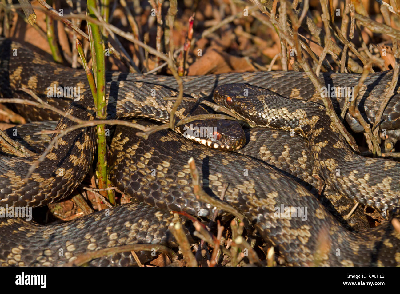 European adder / Vipera berus Stock Photo