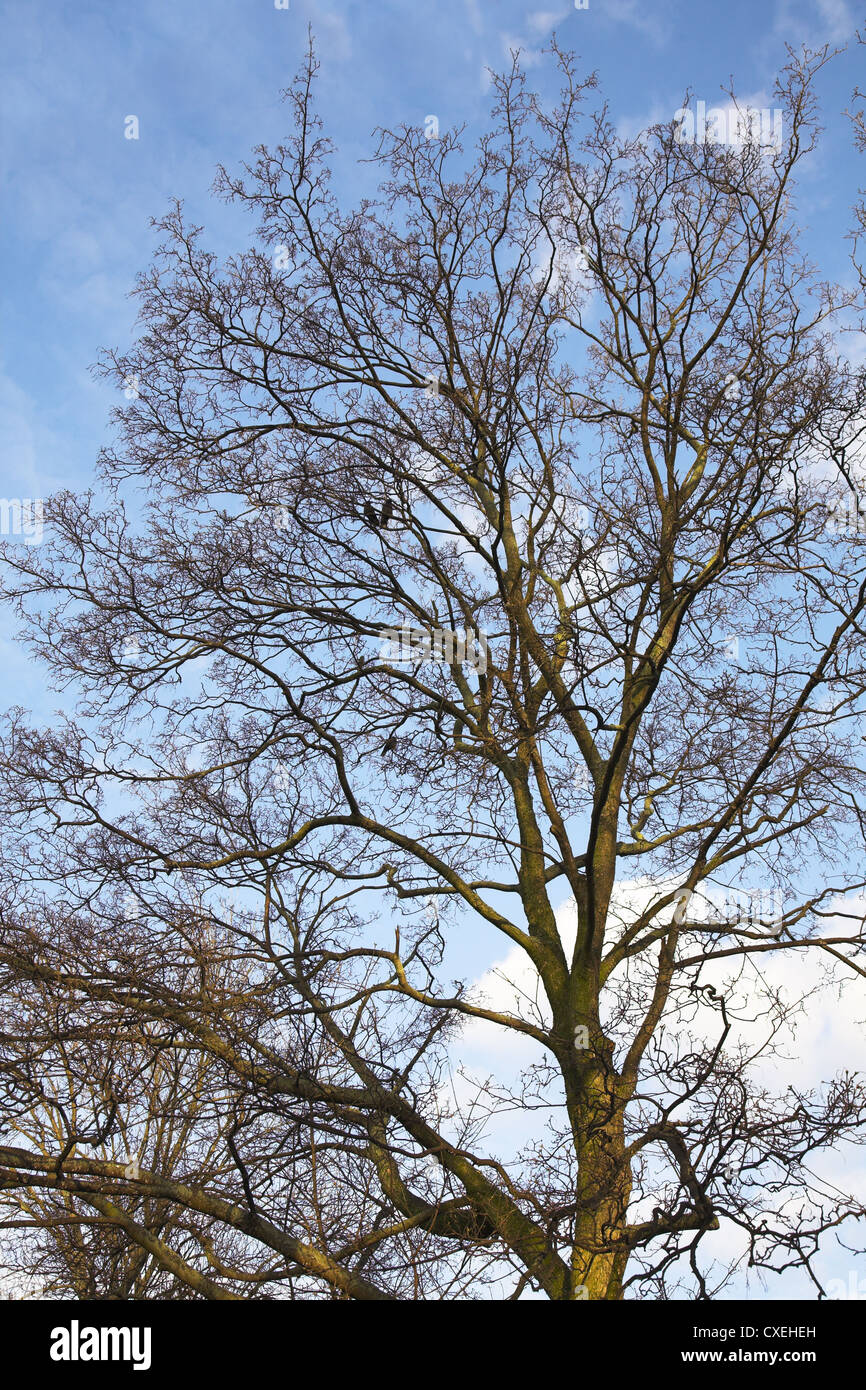 Oversized tree hi-res stock photography and images - Alamy