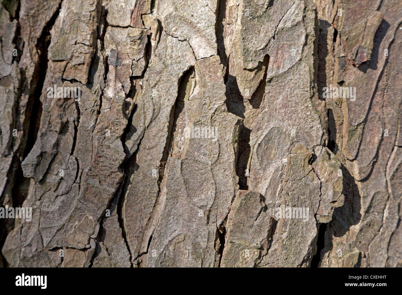 Tree bark of a chestnut Stock Photo