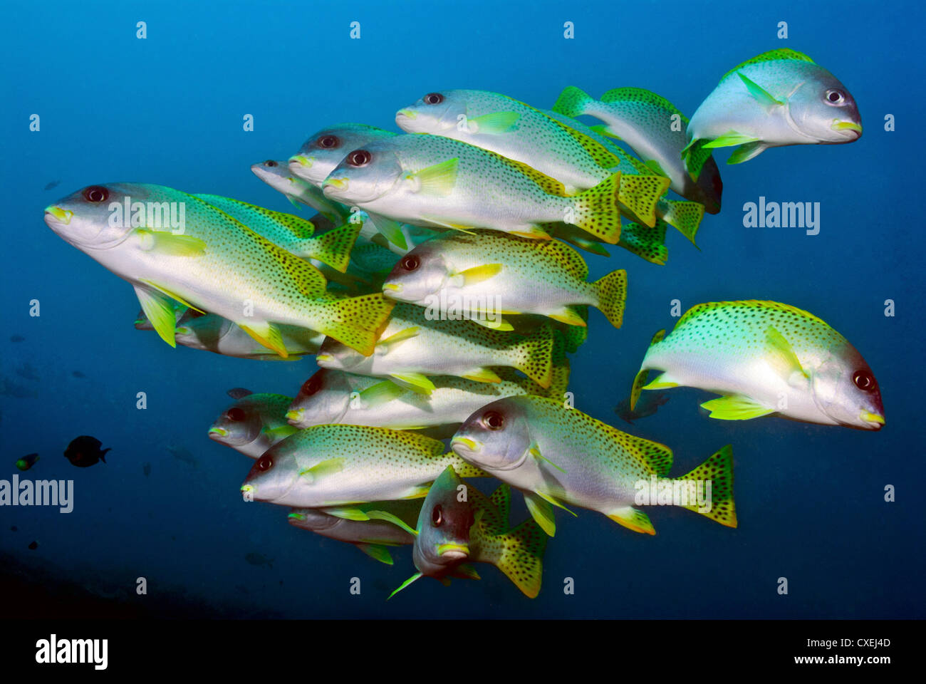 Yellow fish appearing bouquet-like in front of camera Stock Photo