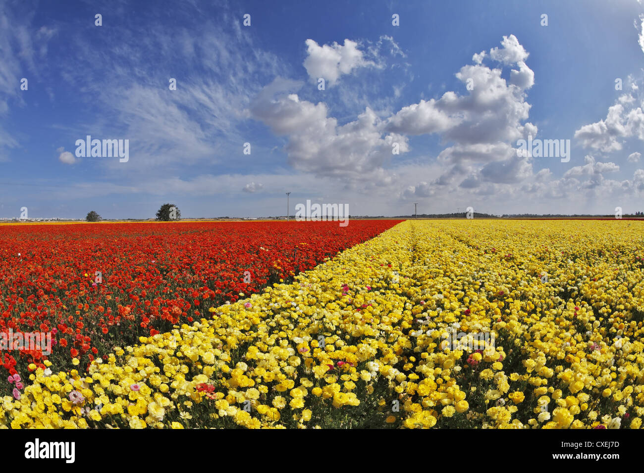 The spring day in fields flowers Stock Photo - Alamy