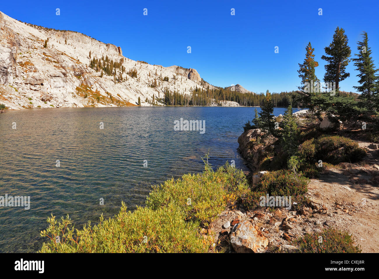 The lake and fur-trees Stock Photo