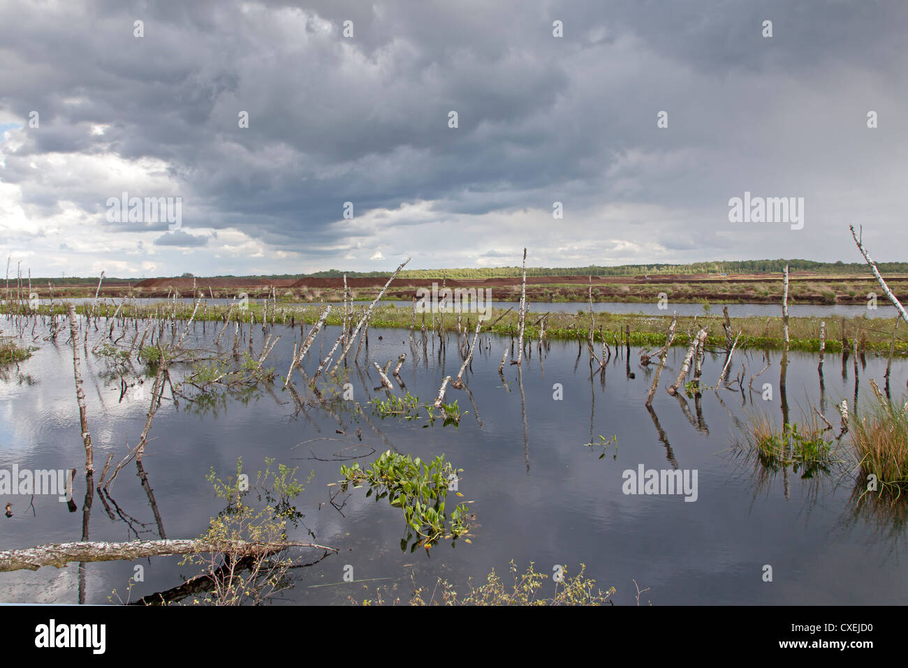 Renaturated moor, Germany, Europe Stock Photo