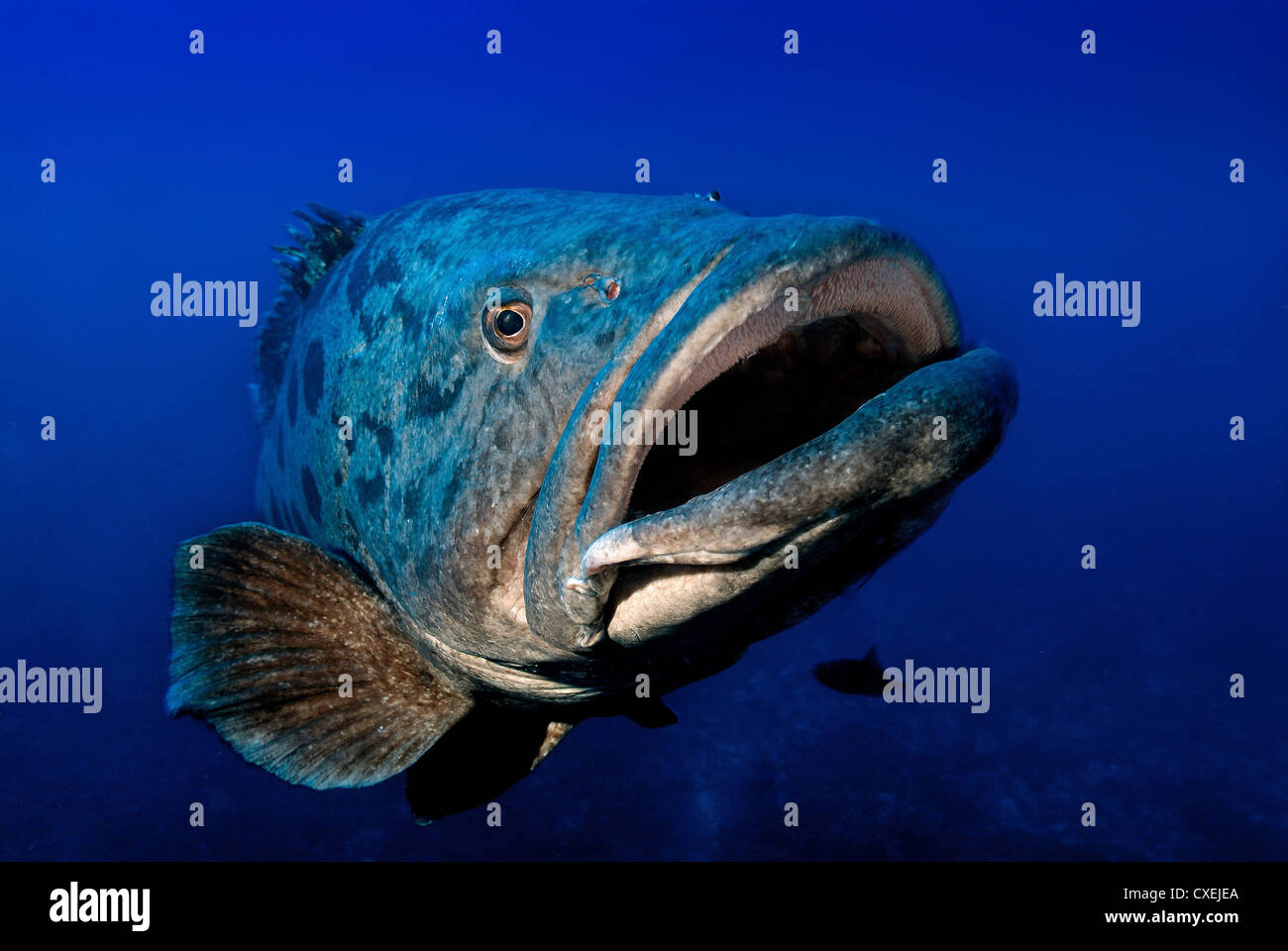 Thick lipped potato bass appearing for his portrait Stock Photo