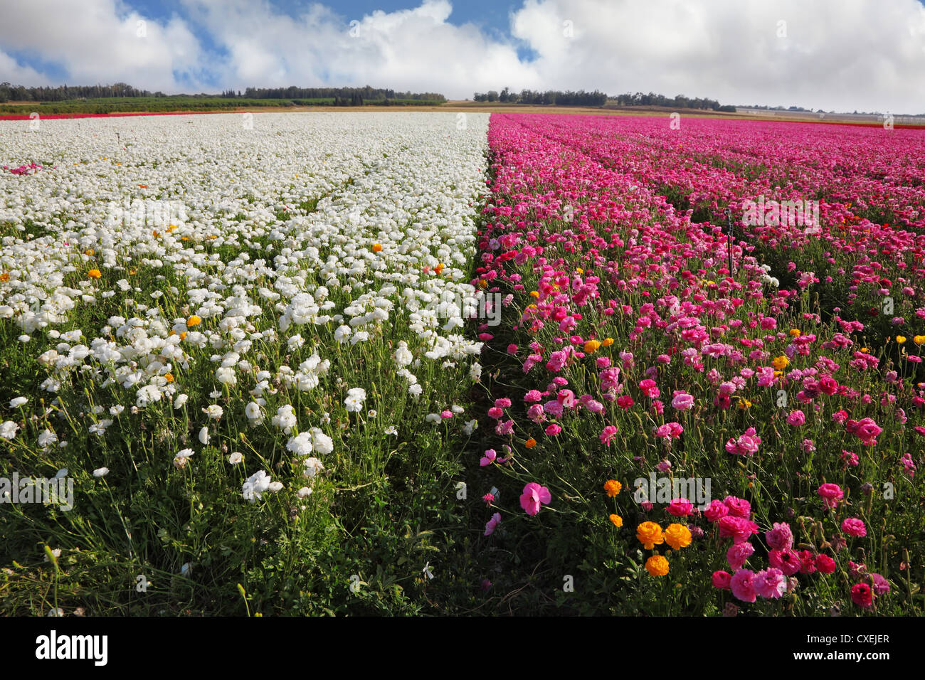 A field of white and purple flowers Stock Photo - Alamy