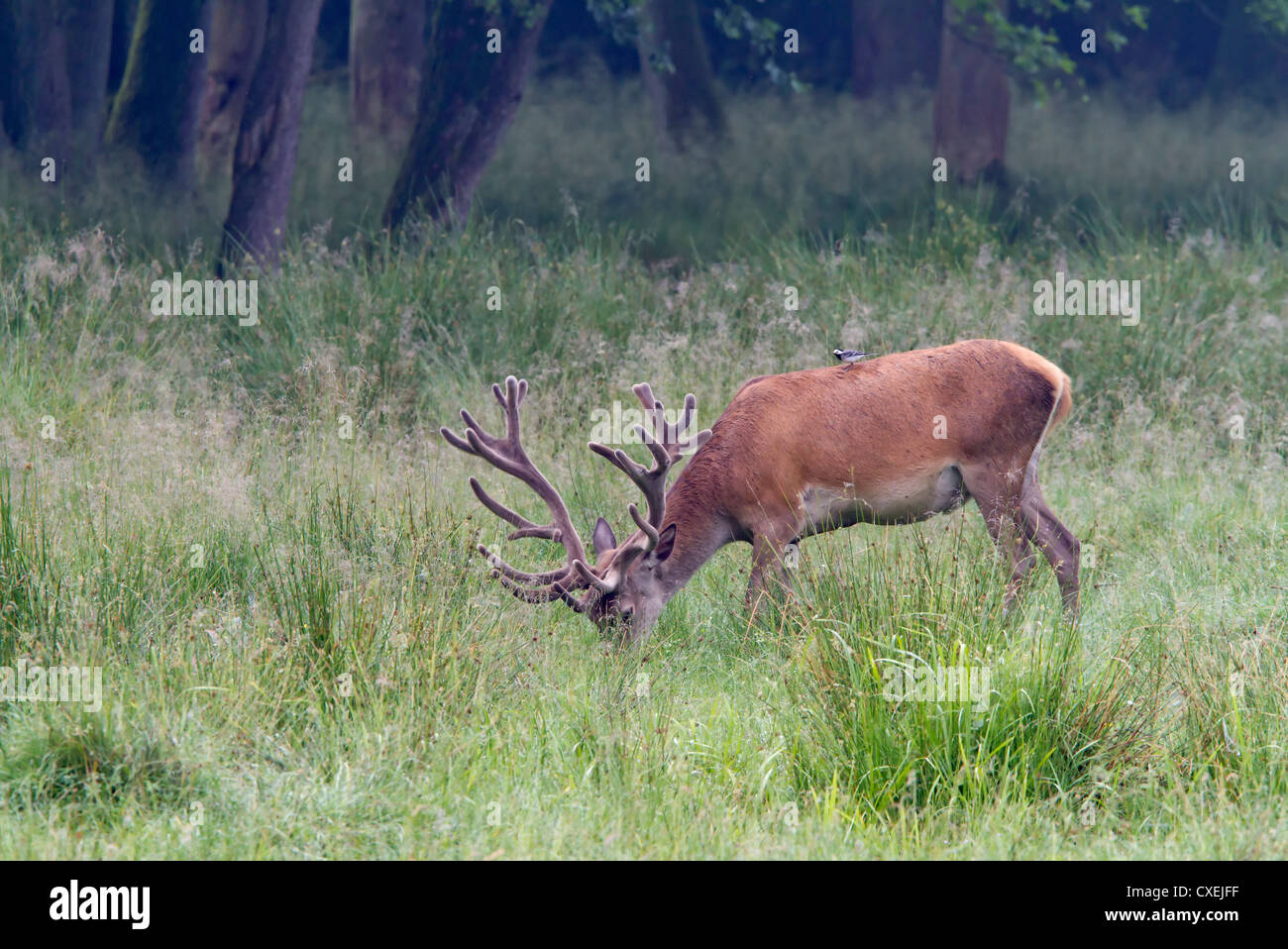 Red deer / Cervus elaphus Stock Photo