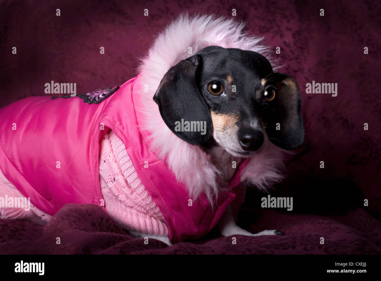 Close up horizontal studio shot of a black and tan Dachshund wearing a pink sweater and coat. Stock Photo