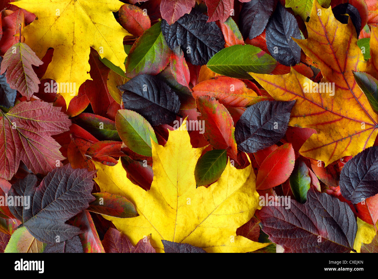 autumn leaves background Stock Photo - Alamy