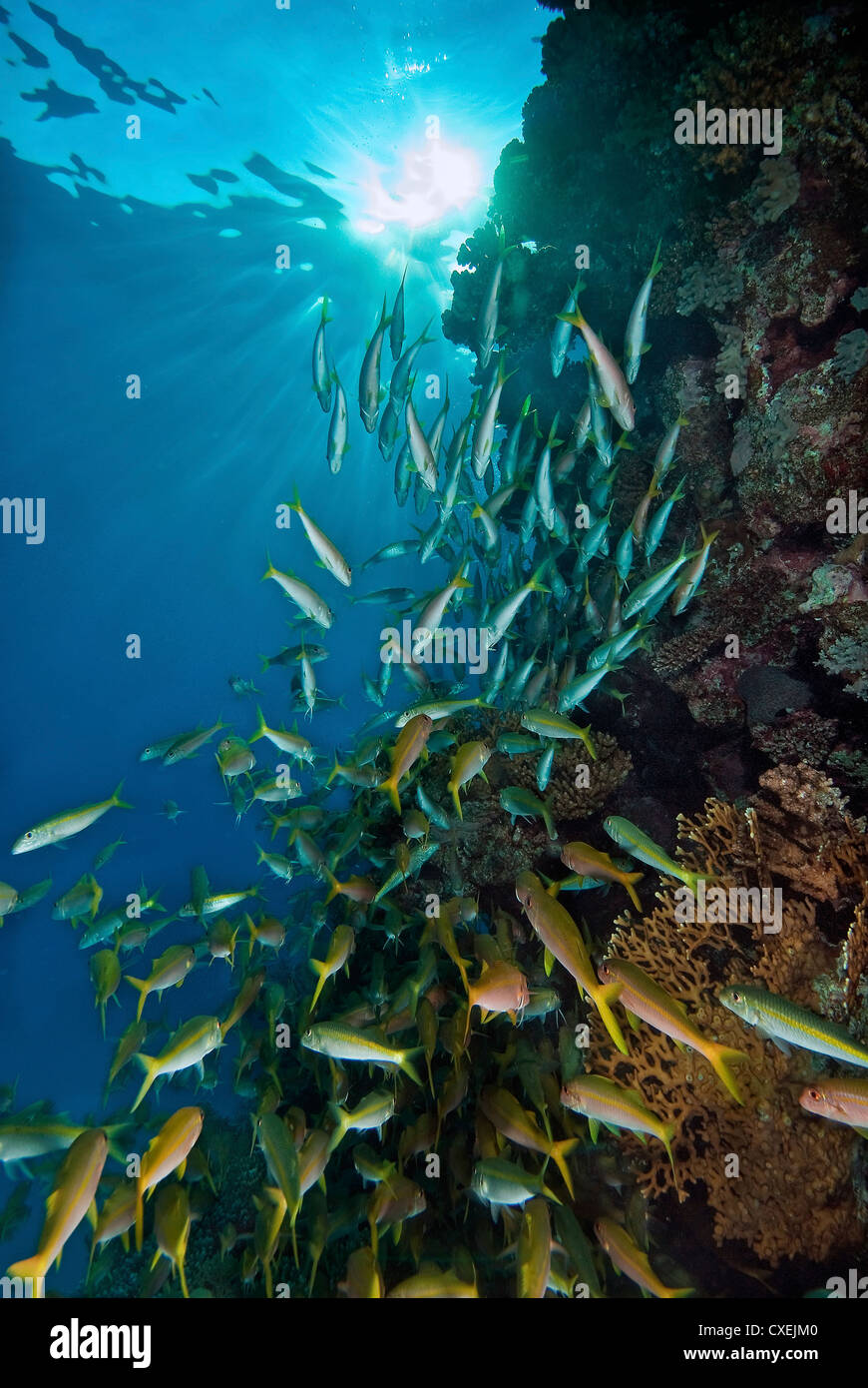 School of fish scuttling across reef under a sunburst surface Stock Photo