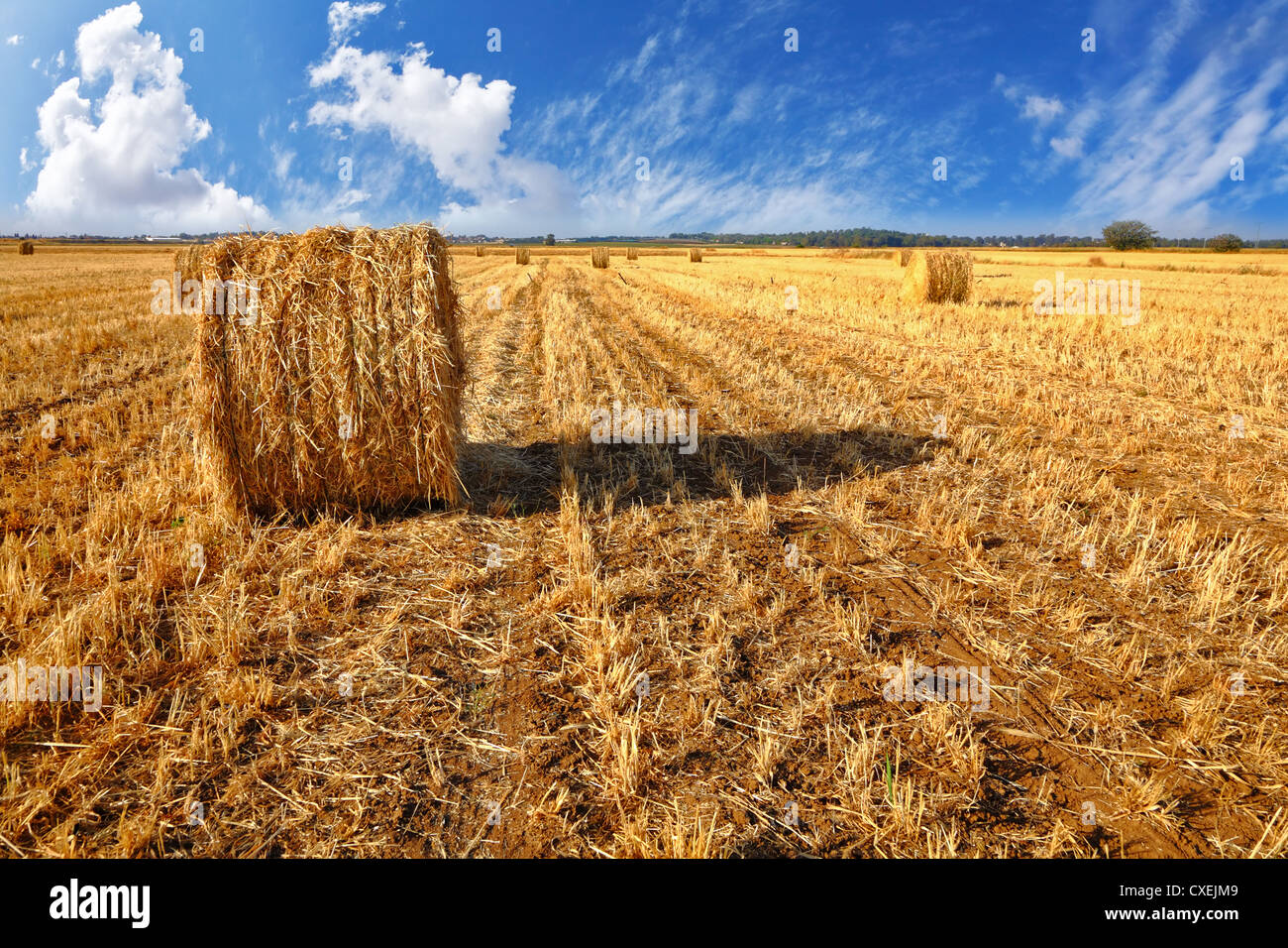 Stacks of the yellow grass on a sunset Stock Photo Alamy