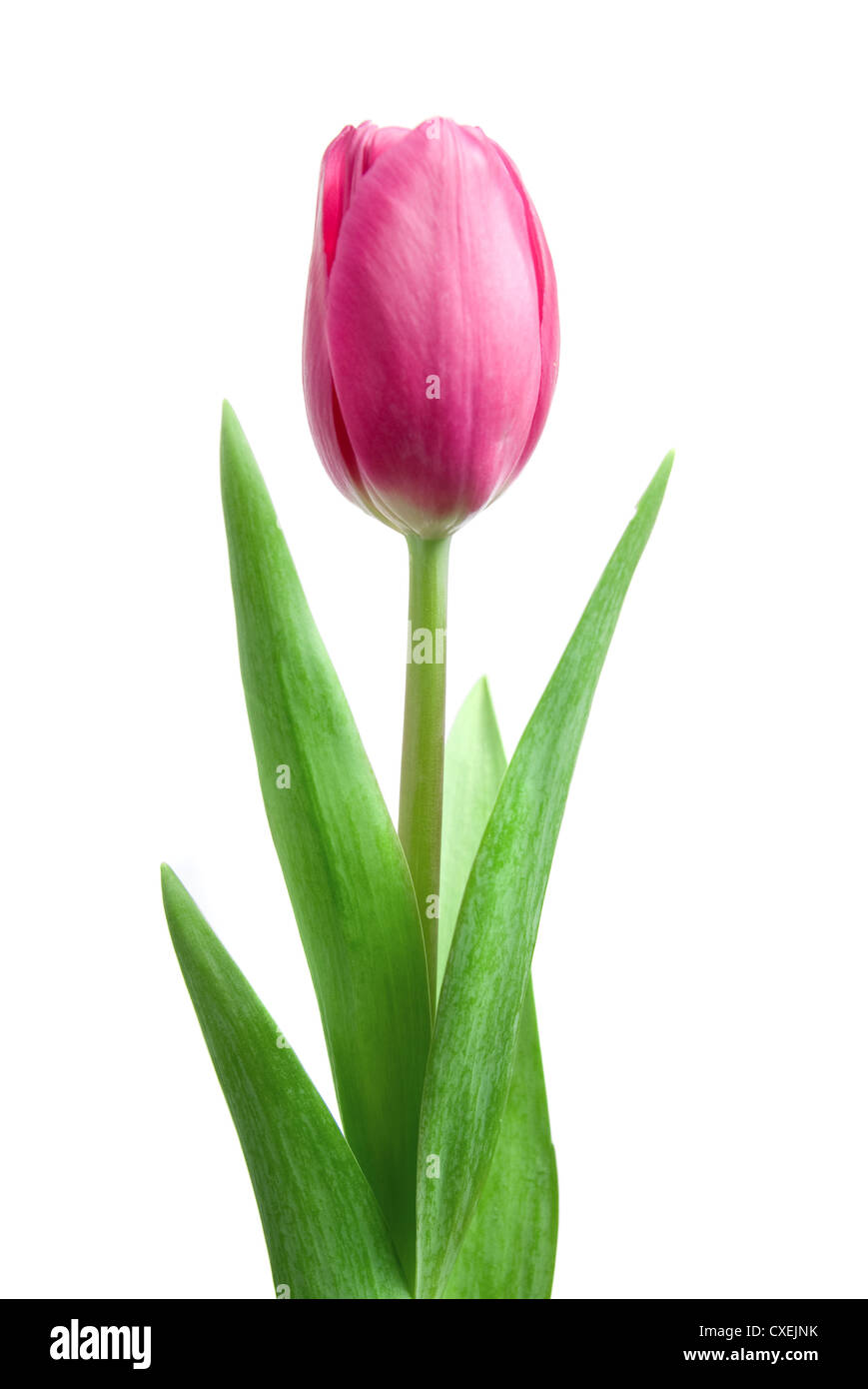 off white pink tulip