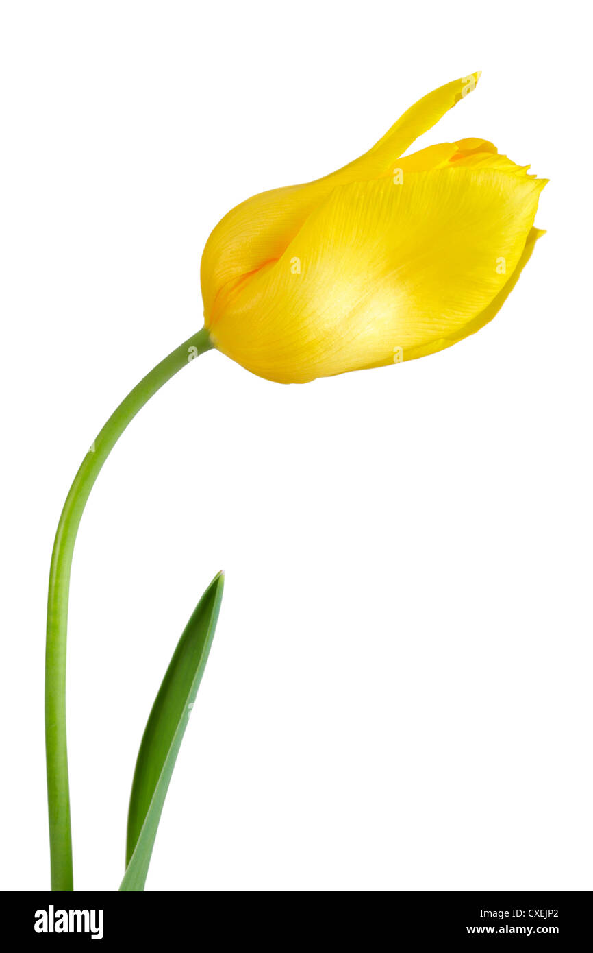 Close up of a yellow tulip flower isolated on white background Stock ...