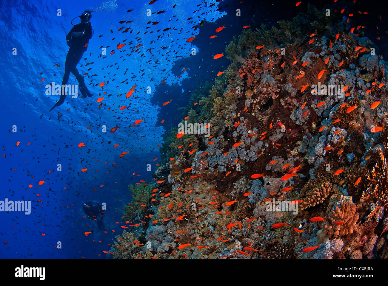 Reef scene with orange fish scuttling around and diver floating nearby Stock Photo