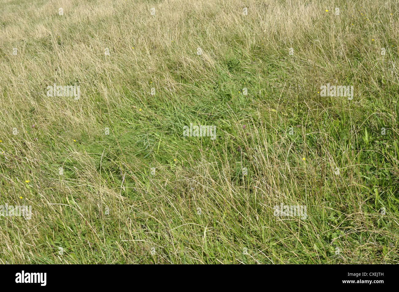 Swathe of grass pasture during late summer months. Stock Photo