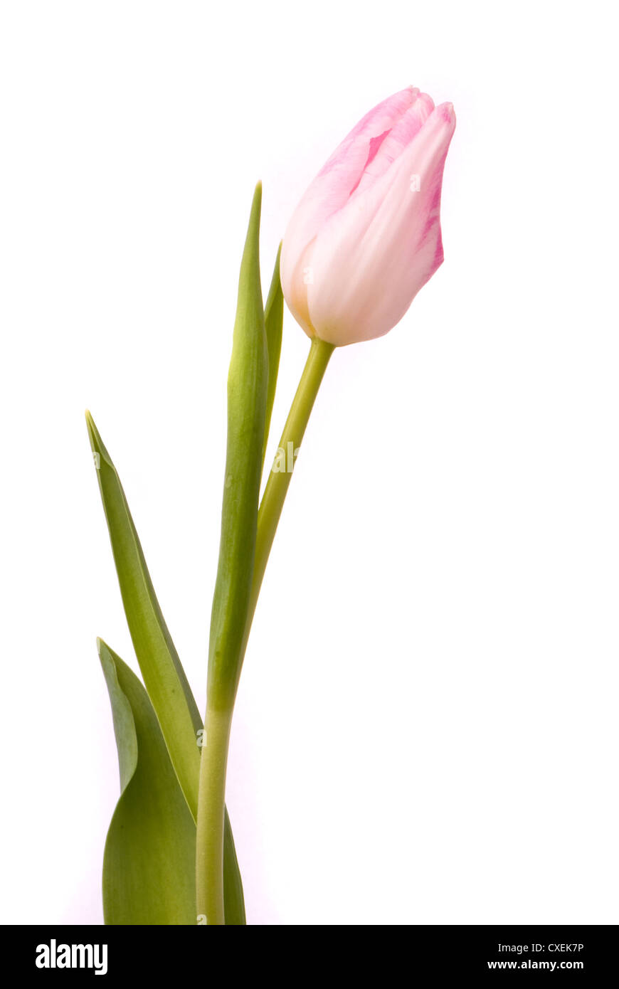 Pink tulip on a white background Stock Photo - Alamy