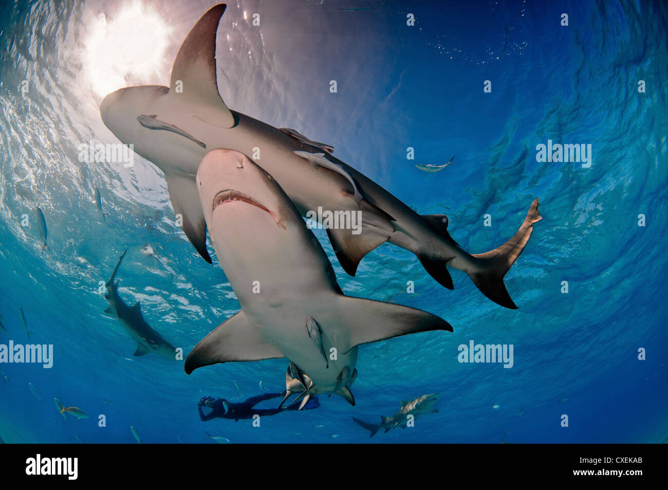 The Bahamas Lemon Sharks piled behind boat for food the photographers