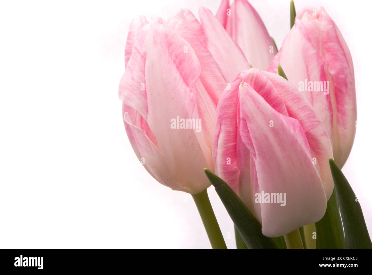 Pink tulips on a white background Stock Photo - Alamy
