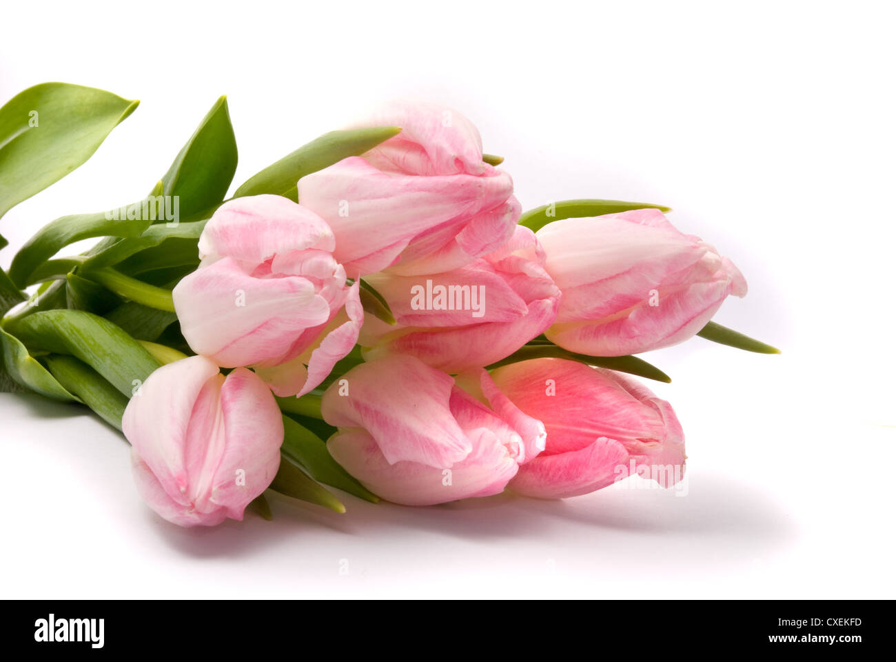 Pink tulips on a white background Stock Photo - Alamy