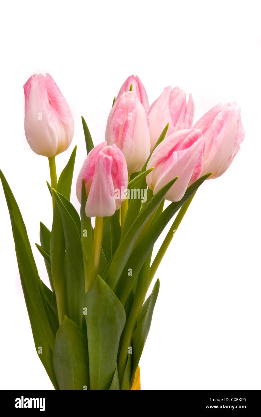 Pink tulips on a white background Stock Photo