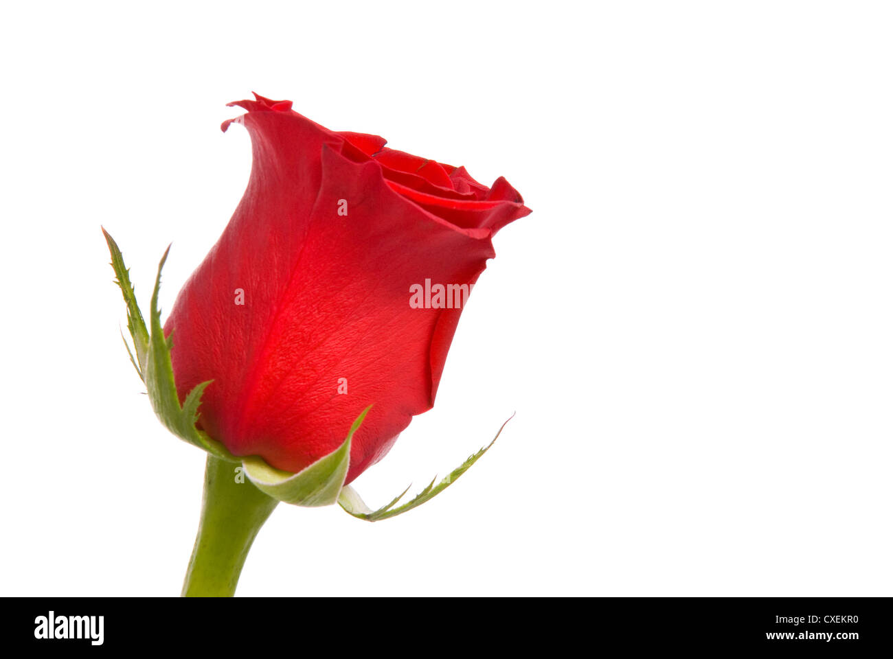 Red rose on a studio white background Stock Photo