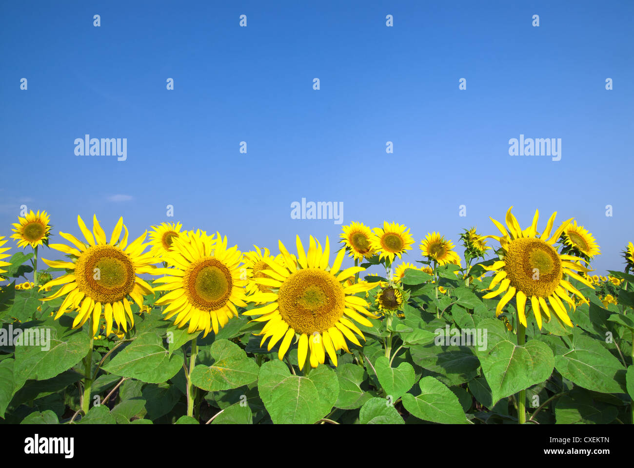 sunflower field over blue sky Stock Photo - Alamy