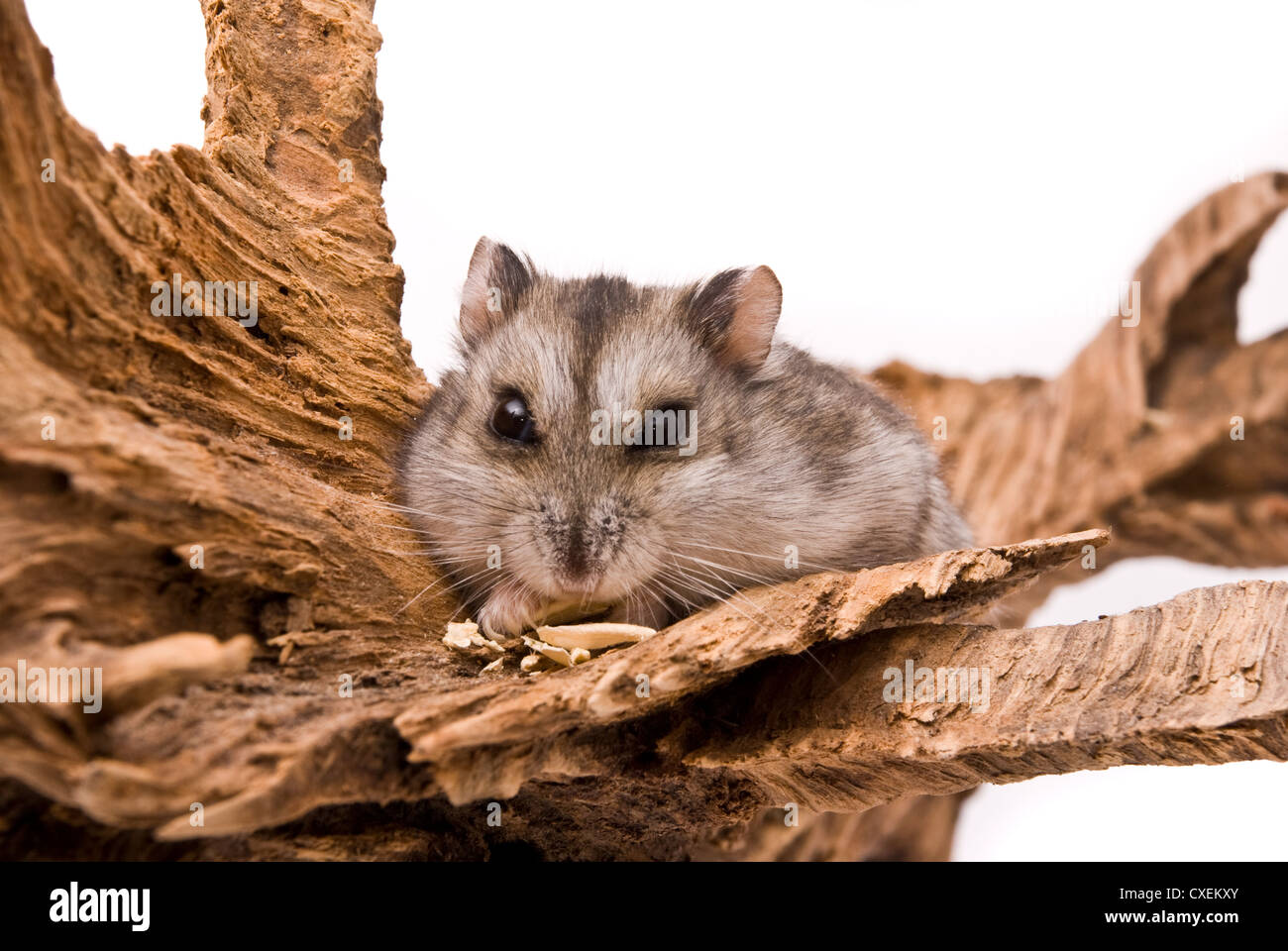 Little hamster eat sunflower seed Stock Photo Alamy