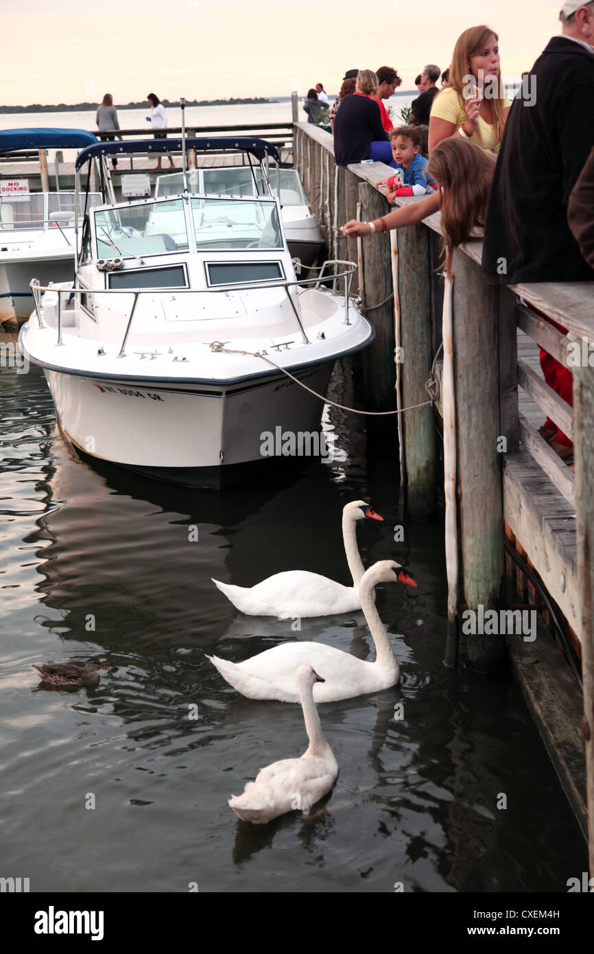 People and swans at the dock, Fair Harbor, Fire Island, NY, USA Stock
