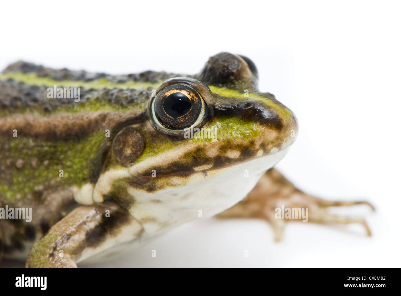 Rana ridibunda. Frog on white background Stock Photo