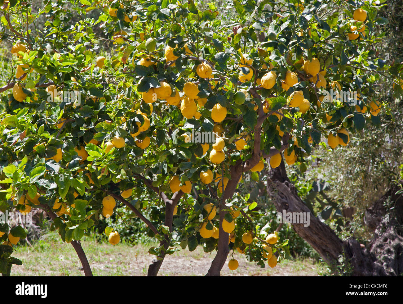 Lemon tree, Italy Stock Photo