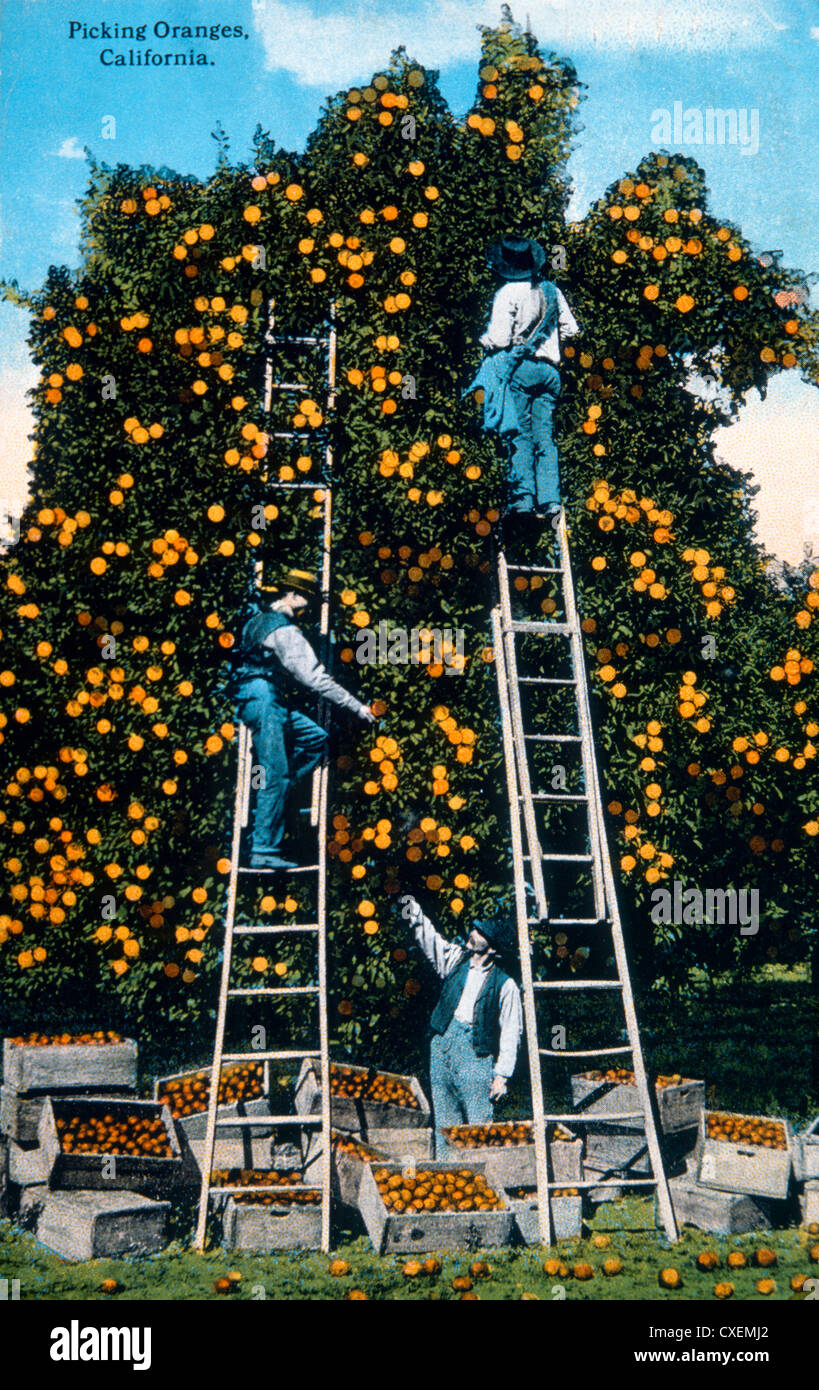 Picking Oranges, California, USA, HandColored Photograph, Circa 1919