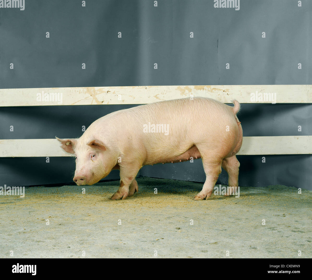 200 LB. YORKSHIRE MARKET HOG / ELIZABETHTOWN, PENNSYLVANIA Stock Photo