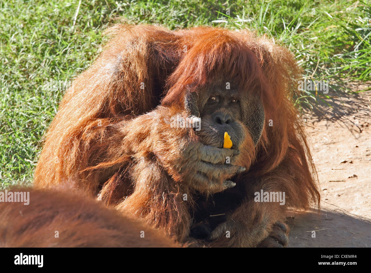 Hairy orangutan hi-res stock photography and images - Alamy