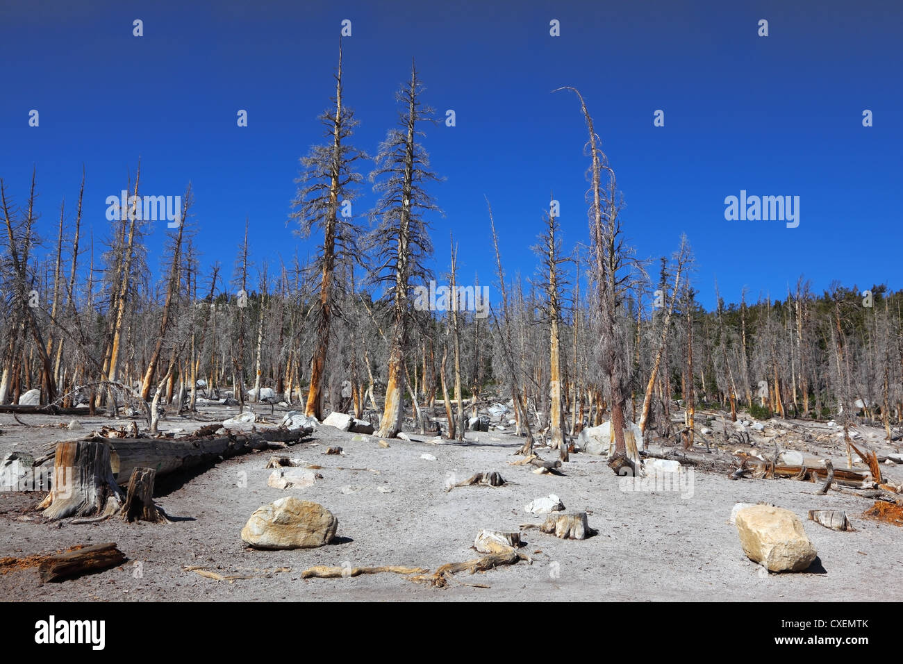 Dry Forest in California Stock Photo