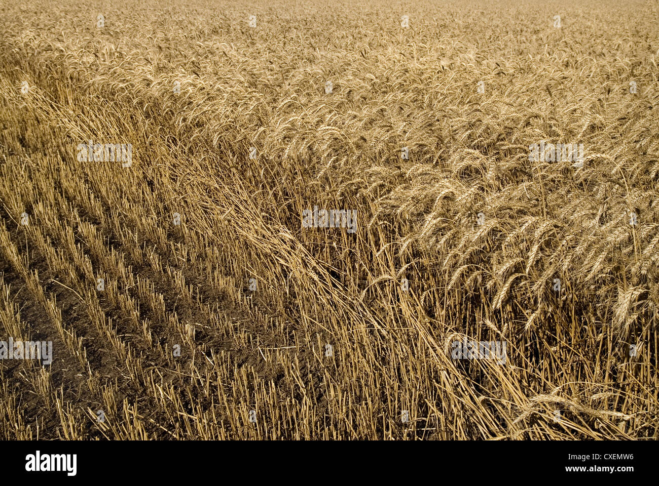 hayfield wheat background Stock Photo Alamy