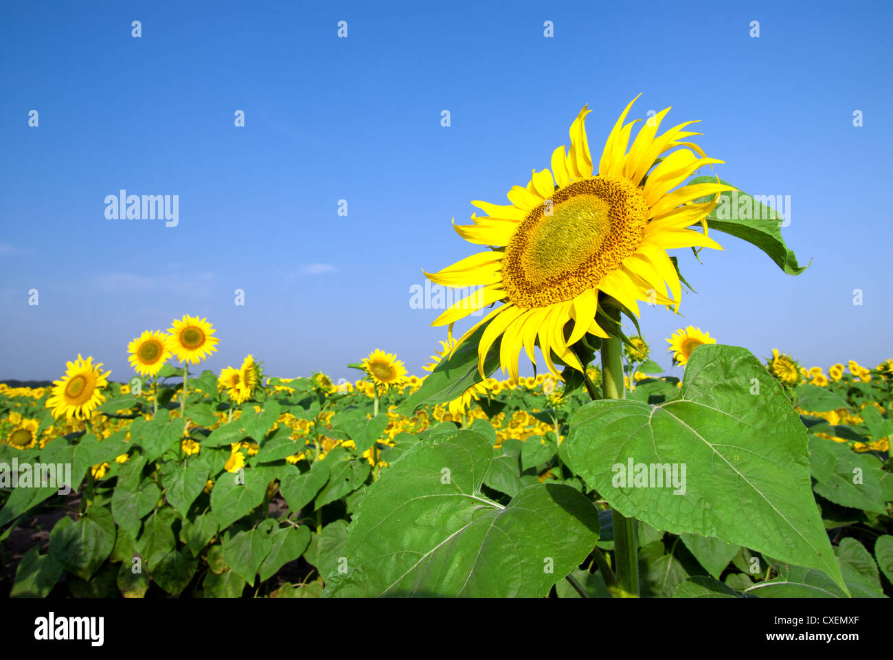 sunflower field over blue sky Stock Photo - Alamy
