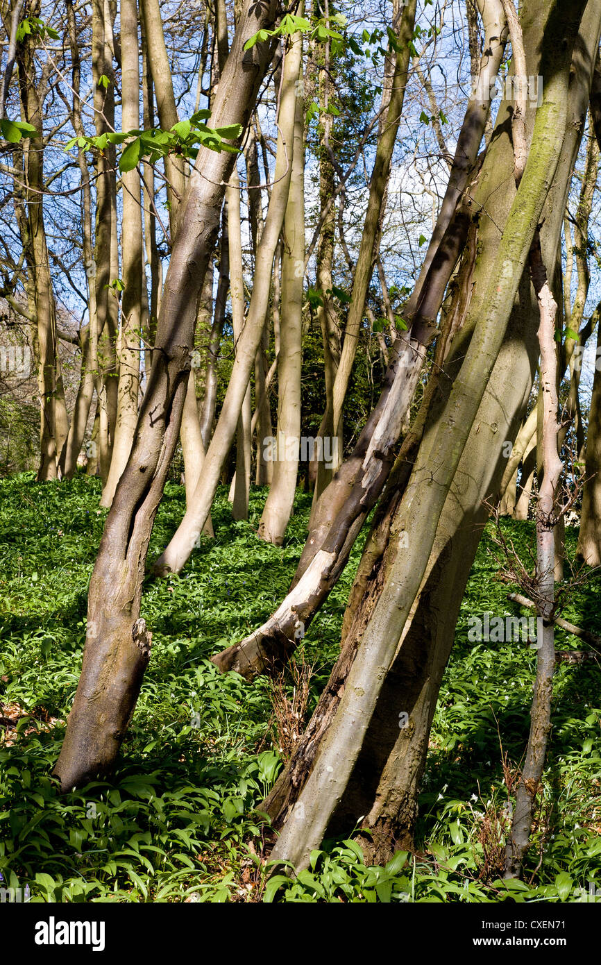 Sweet Chestnut coppice with a carpet of bluebell leaves. Stock Photo