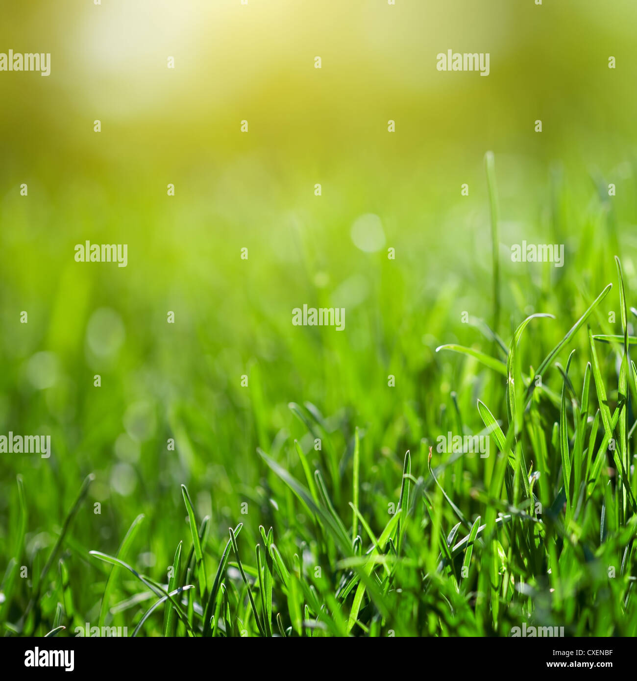 green grass background with sun beam Stock Photo - Alamy