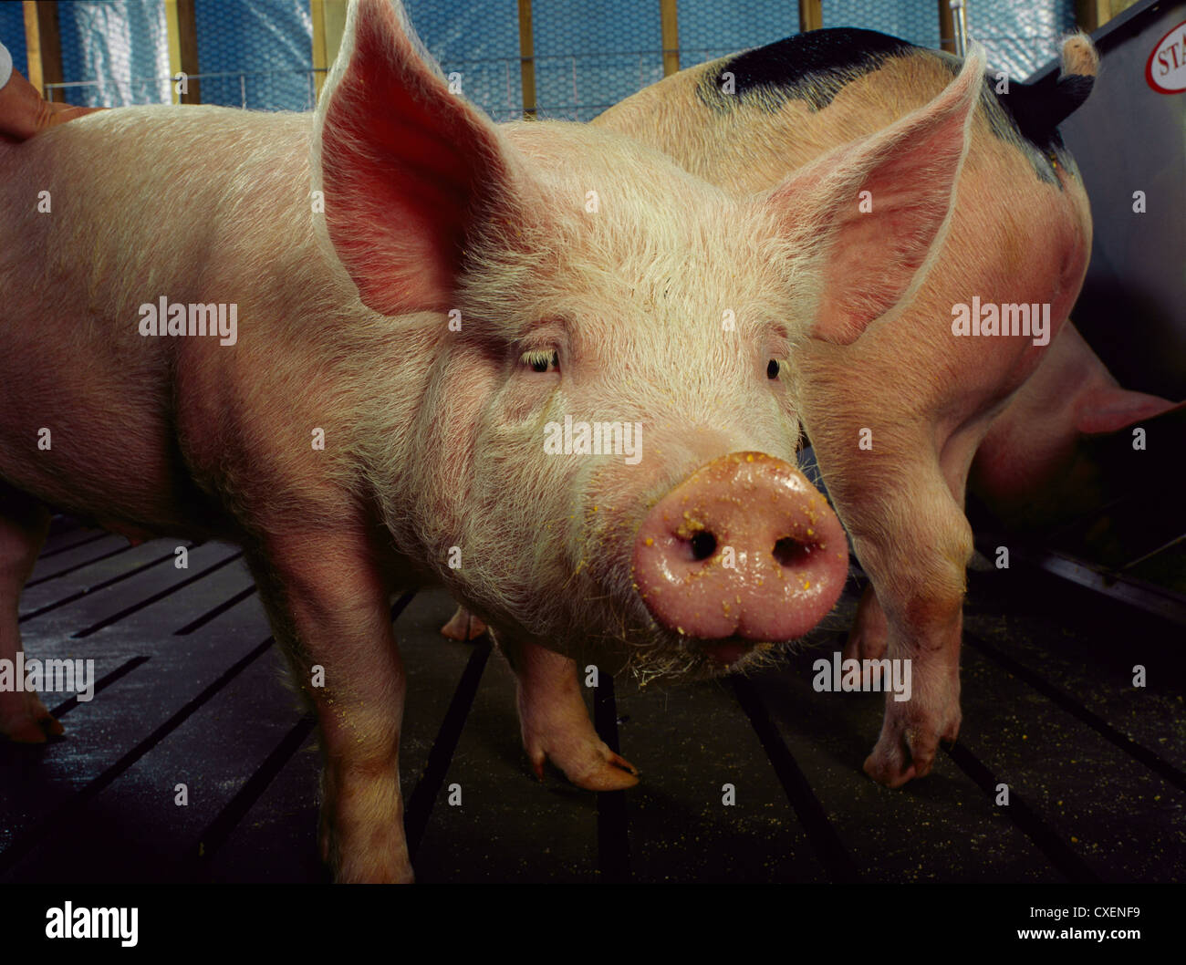 Close Up Of Market Weight Pig Standing In Pen By Feeder Stock