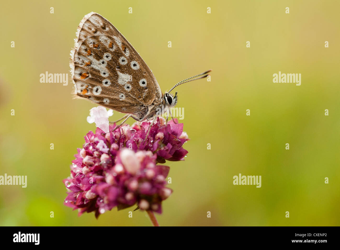 Bläuling, butterfly, blue, wildflower, Schwäb. Alb, Baden-Württemberg, Germany Stock Photo