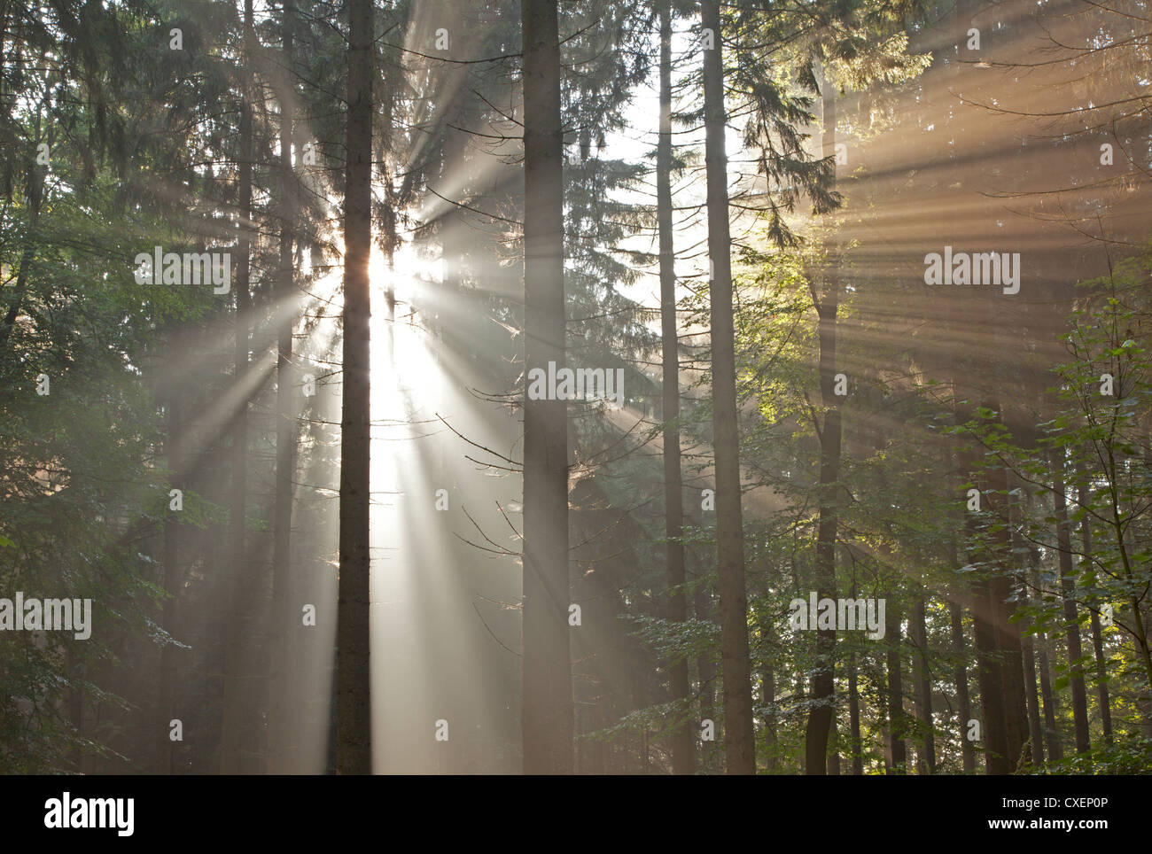 Sunbeams in the forest Stock Photo